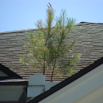 Roof pine sapling - 2